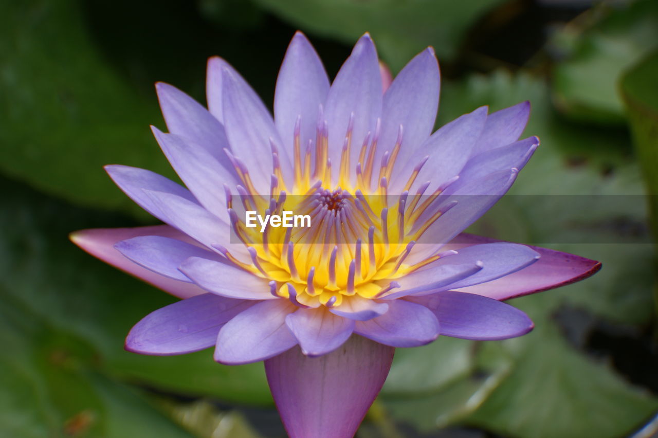 CLOSE-UP OF PURPLE LOTUS WATER LILY IN GARDEN