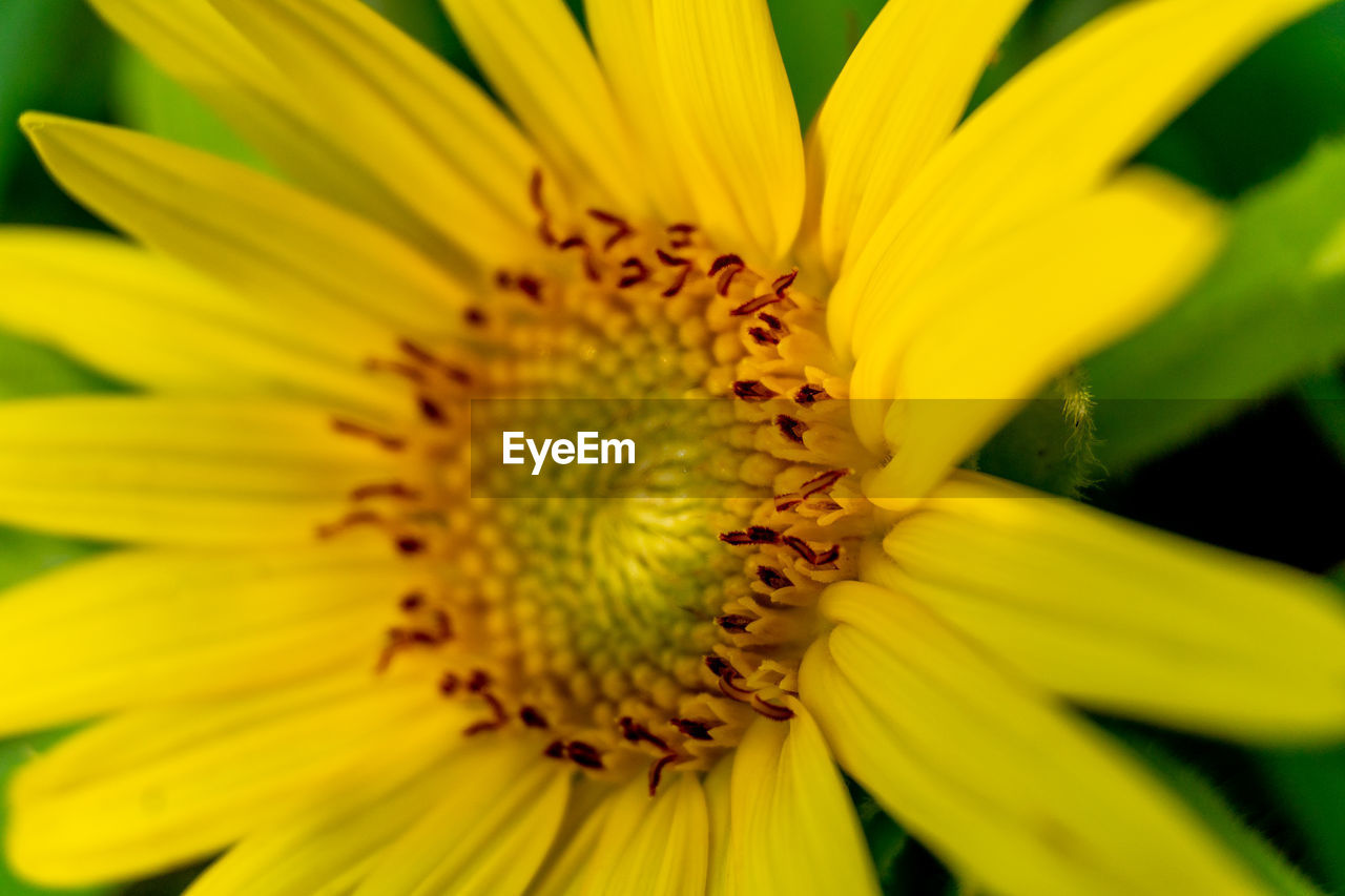 Macro shot of yellow flower