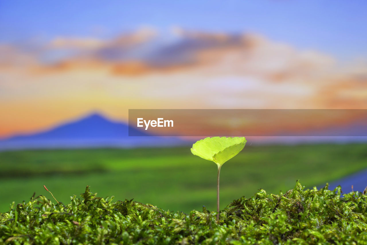 Close-up of plant growing on field against sky