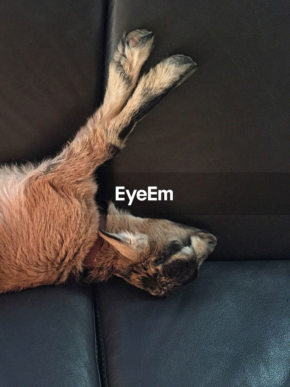 CLOSE-UP OF DOG SLEEPING ON BED