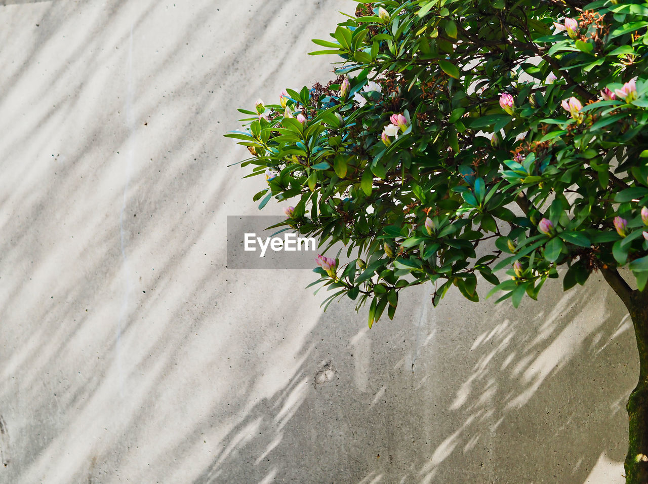 Close-up of flowering plant against wall