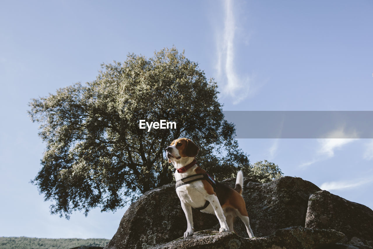 LOW ANGLE VIEW OF A DOG ON ROCK