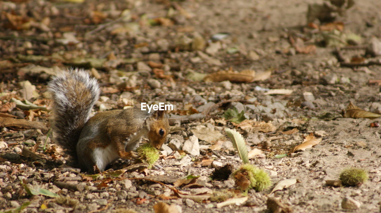 SQUIRREL ON GROUND