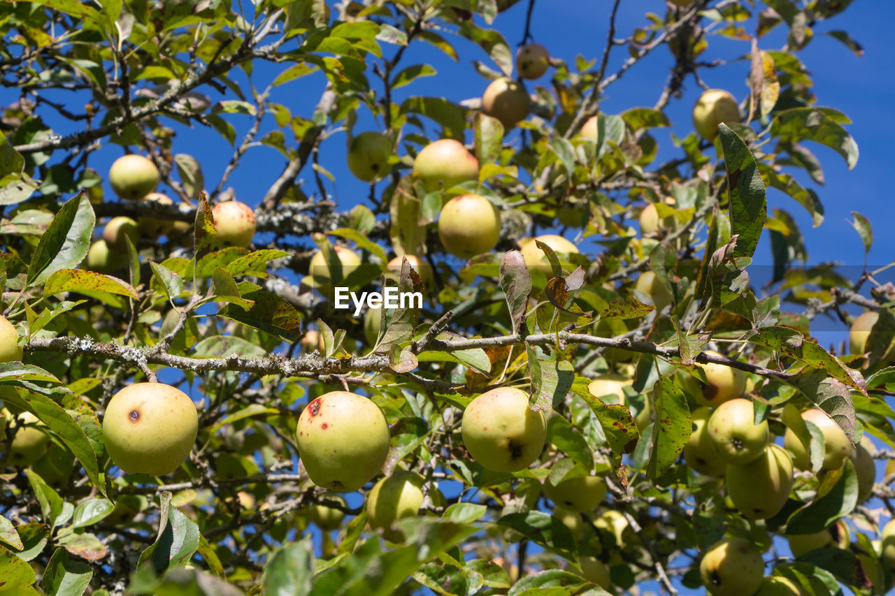 healthy eating, fruit, food, food and drink, tree, plant, branch, growth, freshness, produce, wellbeing, nature, fruit tree, leaf, agriculture, no people, plant part, sky, low angle view, green, organic, outdoors, day, ripe, citrus fruit, apple - fruit, abundance, close-up, flower, blue, apple tree, sunlight