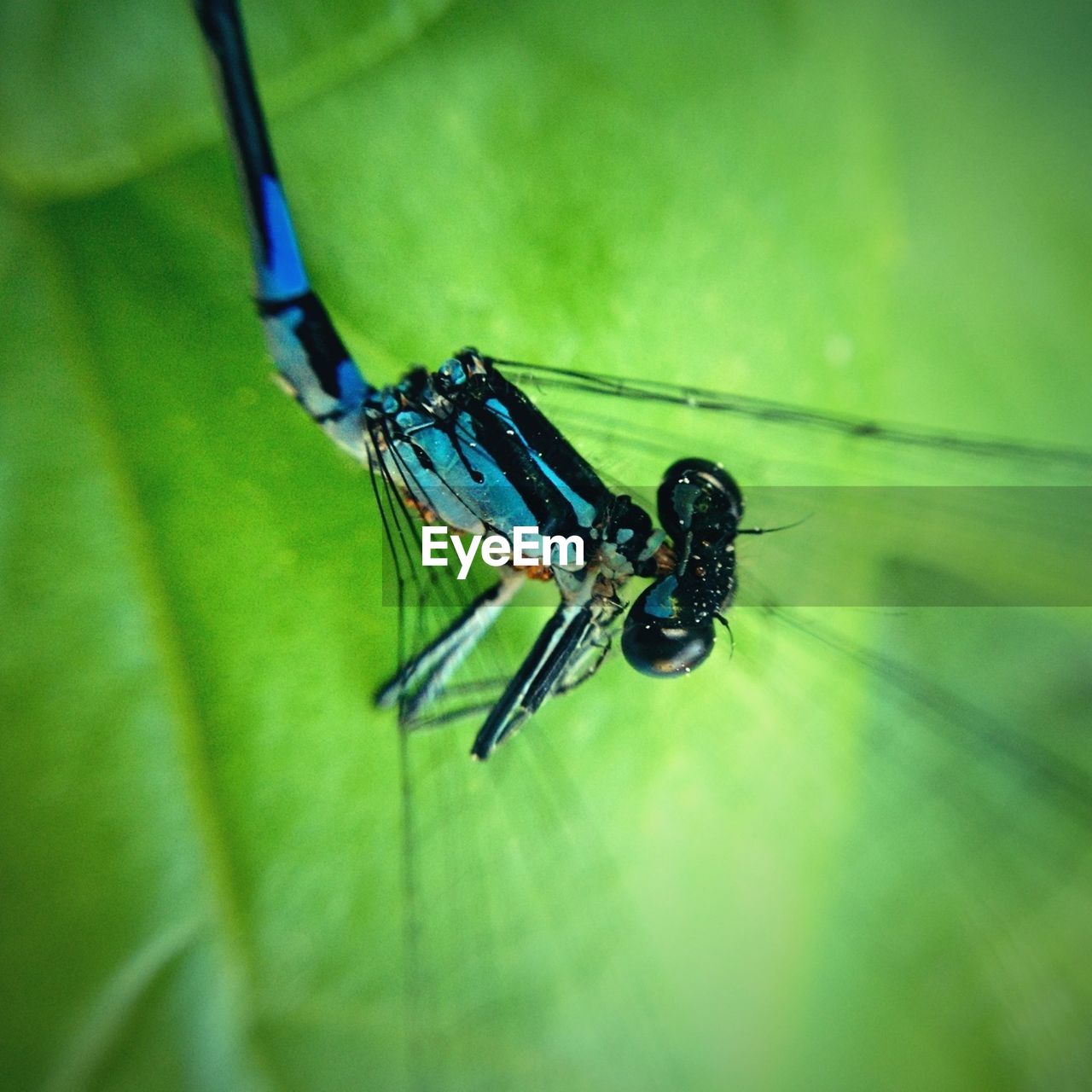 Macro shot of dragonfly on leaf