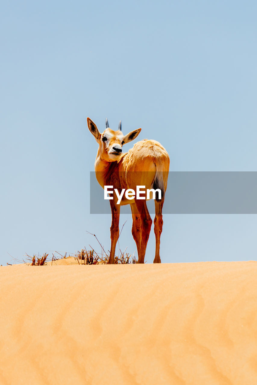 Deer standing in desert against clear sky