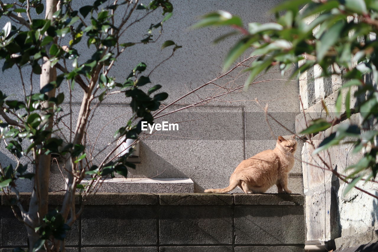 Cat sitting on wall