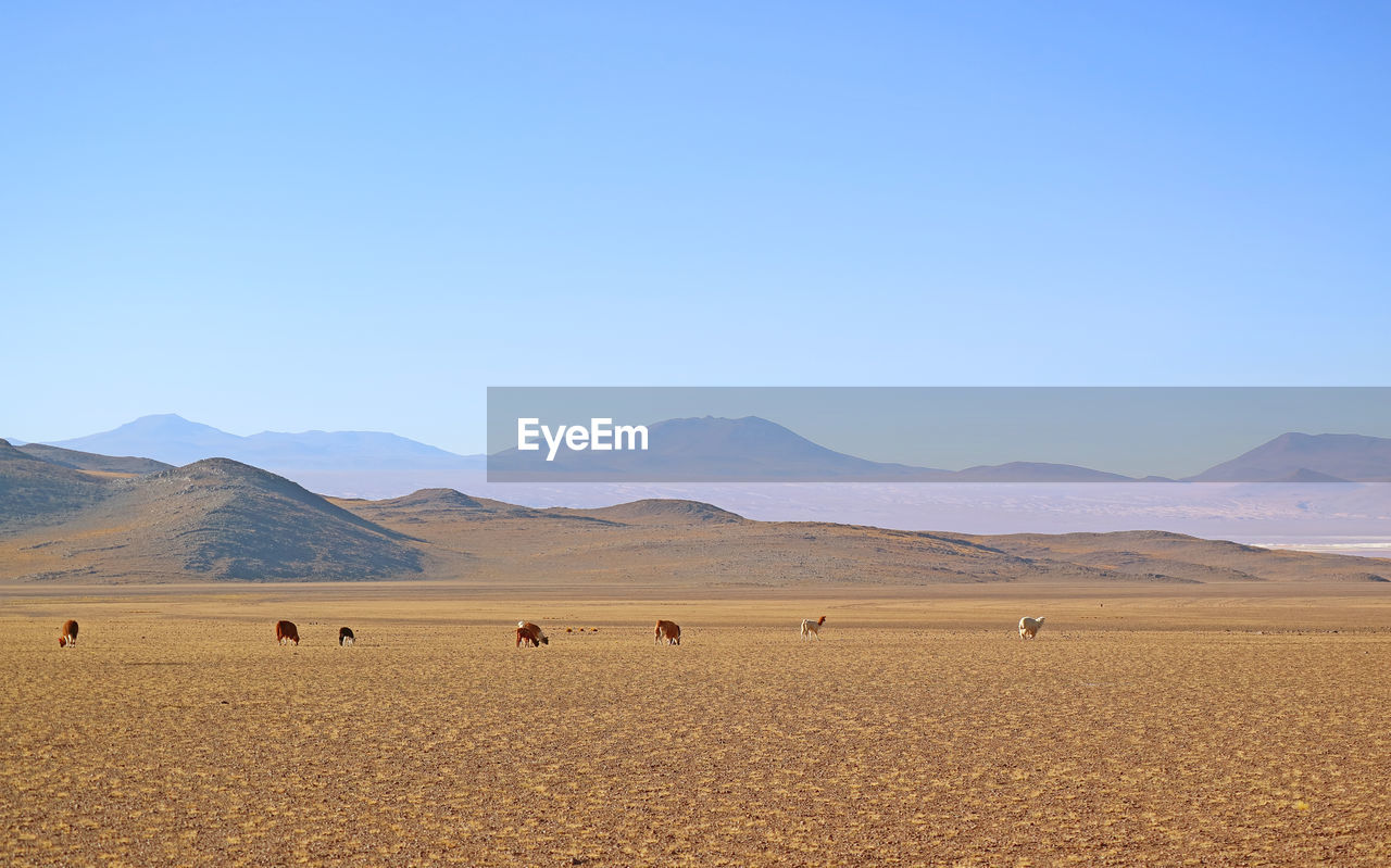 Group of llama grazing in the meadow at andes foothills, the bolivian altiplano, bolivia