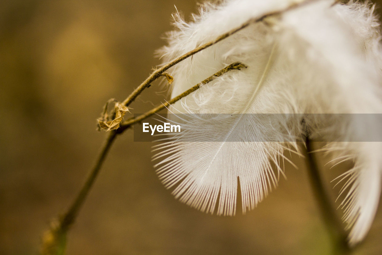 nature, close-up, macro photography, leaf, plant, flower, grass, branch, no people, fragility, focus on foreground, softness, white, animal, autumn, selective focus, beauty in nature, yellow, outdoors, animal themes, dandelion, feather, plant stem, day, macro, one animal, animal body part, growth