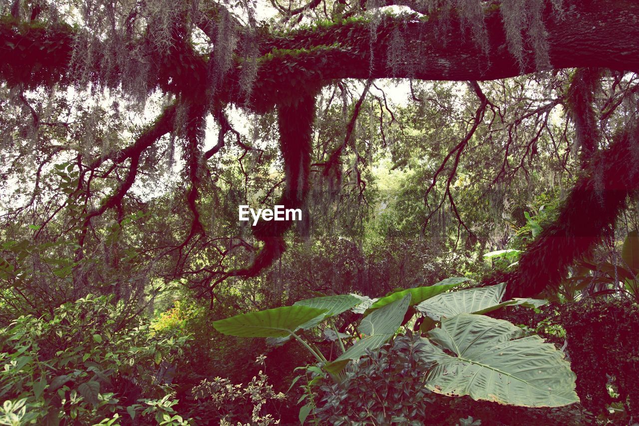 LOW ANGLE VIEW OF TREES IN PARK