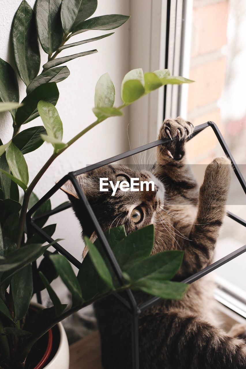 Cat standing by potted plant on table at home