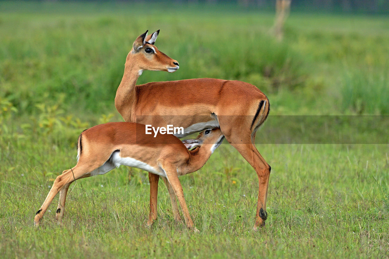 Mother impala feeding her fawn . location - lake nakuru national park .