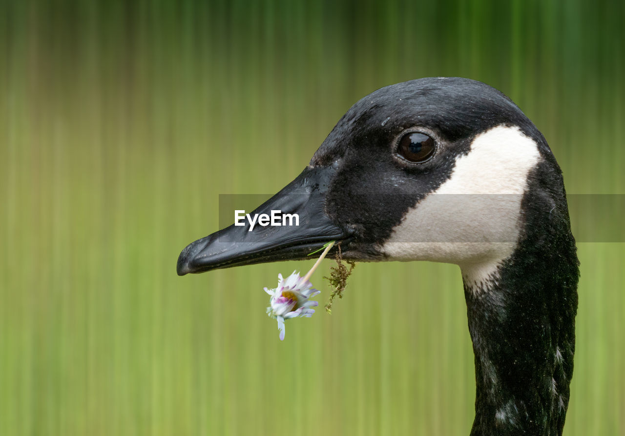 CLOSE-UP OF BIRD