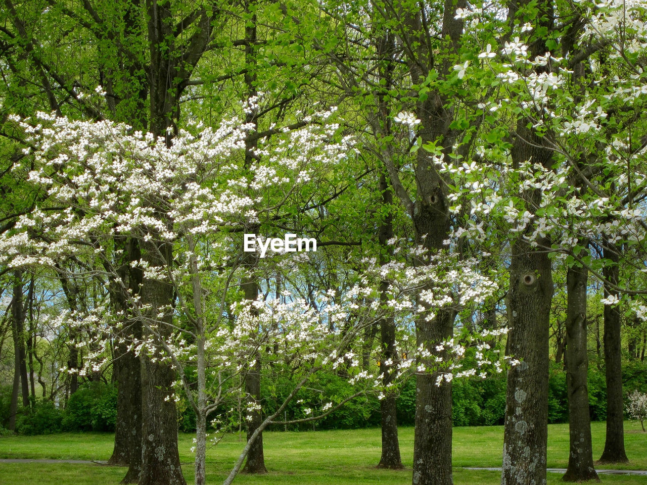 VIEW OF TREES ON LANDSCAPE AGAINST THE SKY