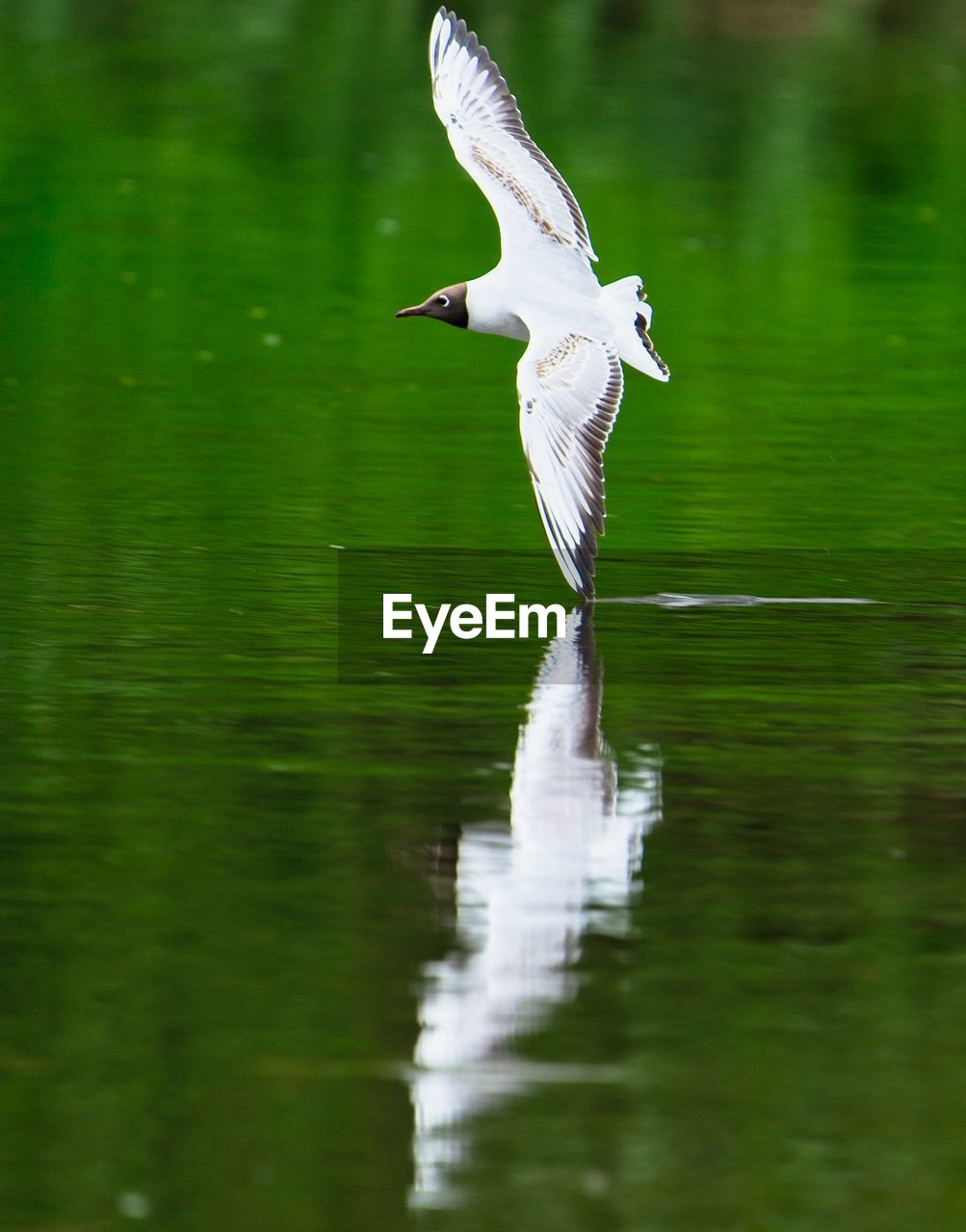 BIRD FLYING IN A LAKE