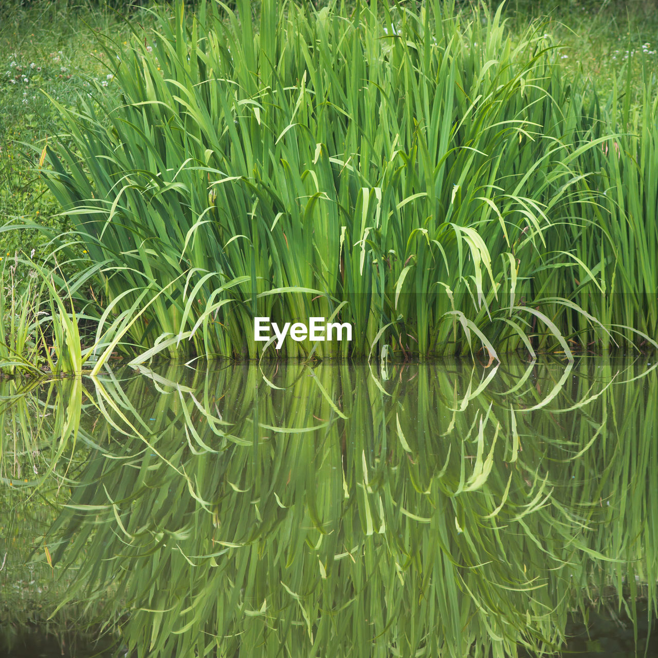 FULL FRAME SHOT OF FRESH GREEN PLANTS ON FIELD