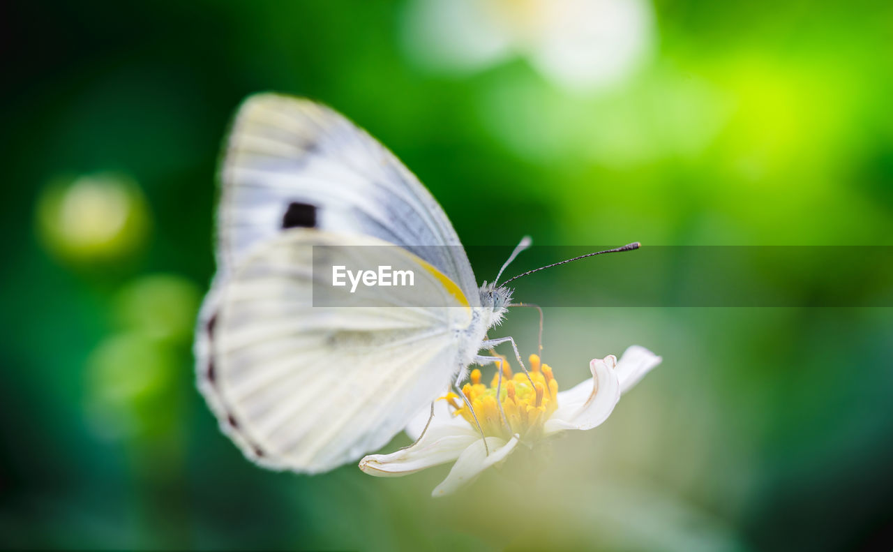 Close-up of butterfly pollinating on flower