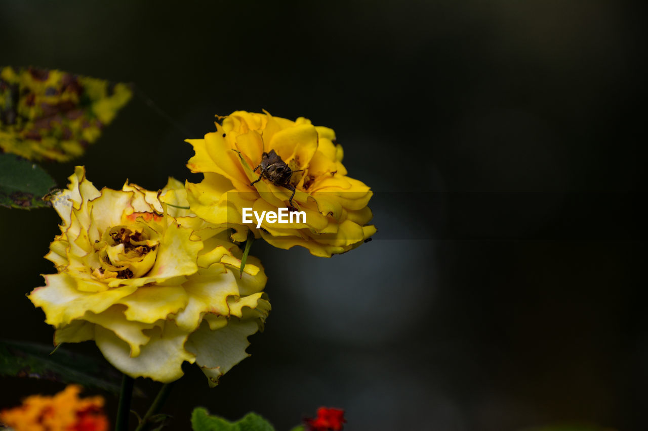 CLOSE-UP OF BEE ON YELLOW FLOWER