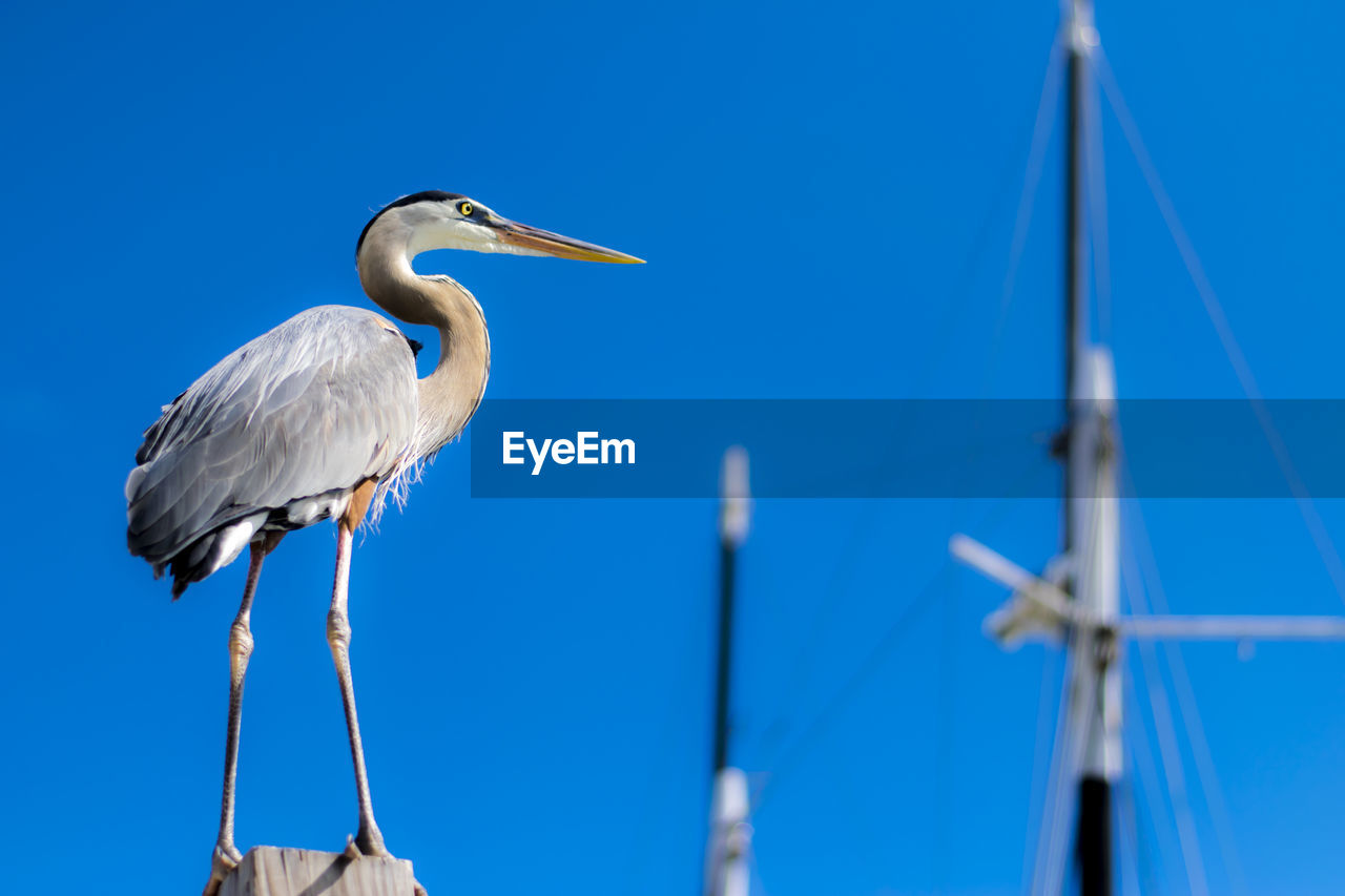 LOW ANGLE VIEW OF BIRD PERCHING ON THE SKY