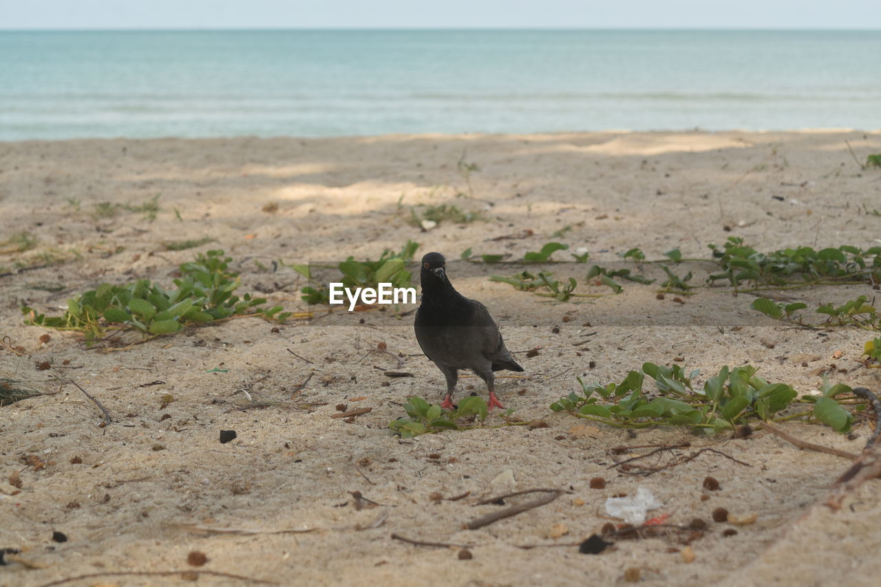 VIEW OF BIRD PERCHING ON SAND