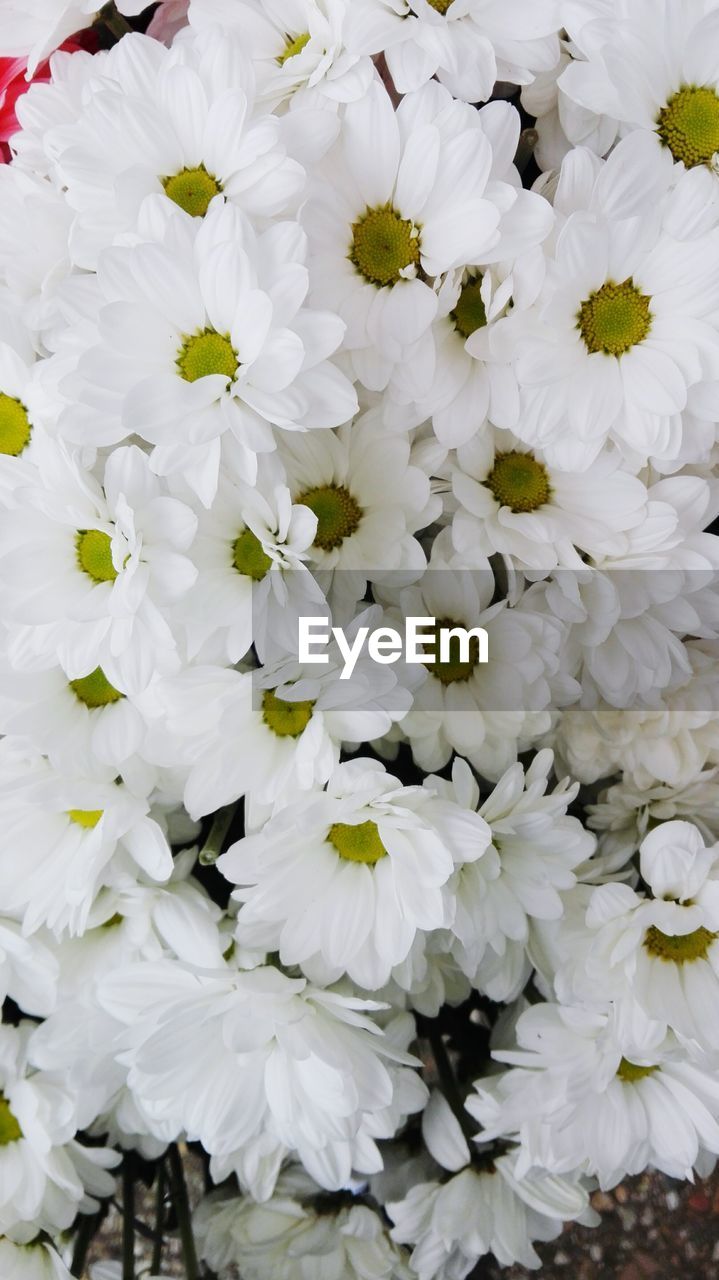 FULL FRAME SHOT OF WHITE FLOWER