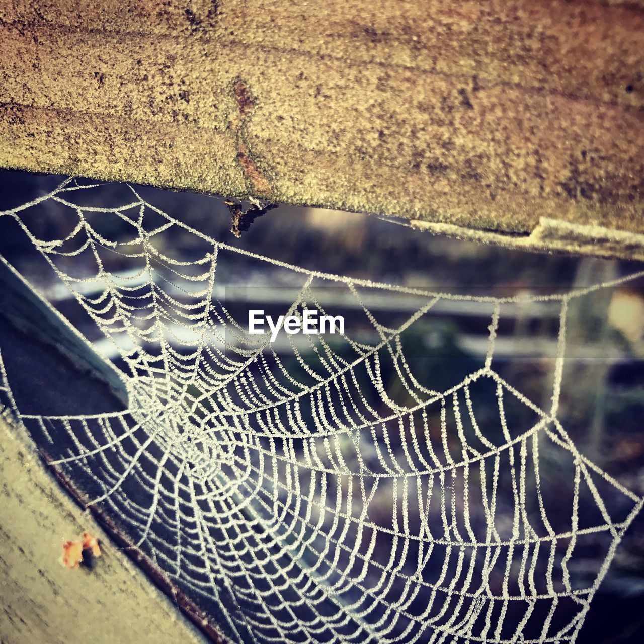 CLOSE-UP OF SPIDER ON WEB AGAINST WATER