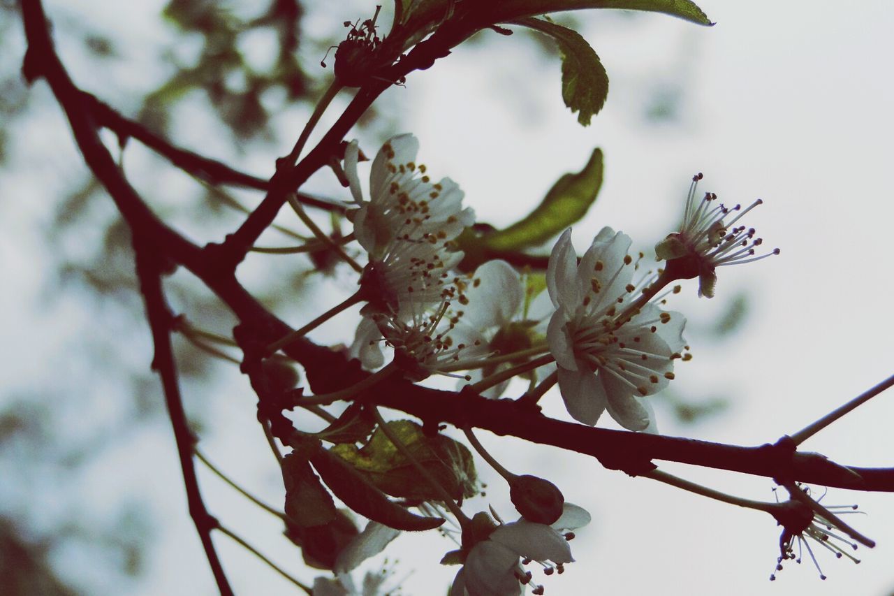 LOW ANGLE VIEW OF FLOWERS ON TREE