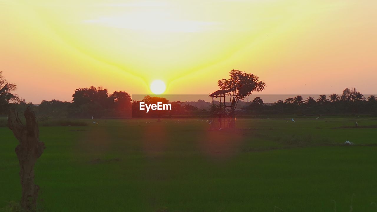 Scenic view of rice crop field during sunset