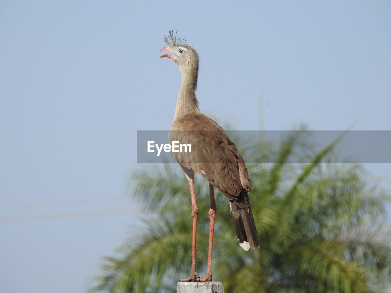 Low angle view of bird perching on a tree