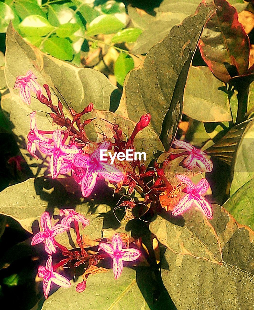 CLOSE-UP OF PINK FLOWERS BLOOMING