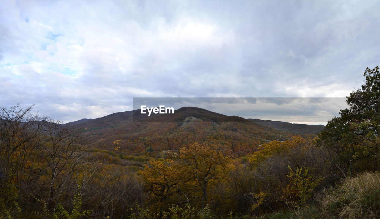 SCENIC VIEW OF FOREST AGAINST SKY