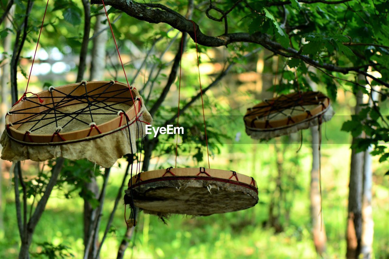 CLOSE-UP OF BUTTERFLY ON THE TREE