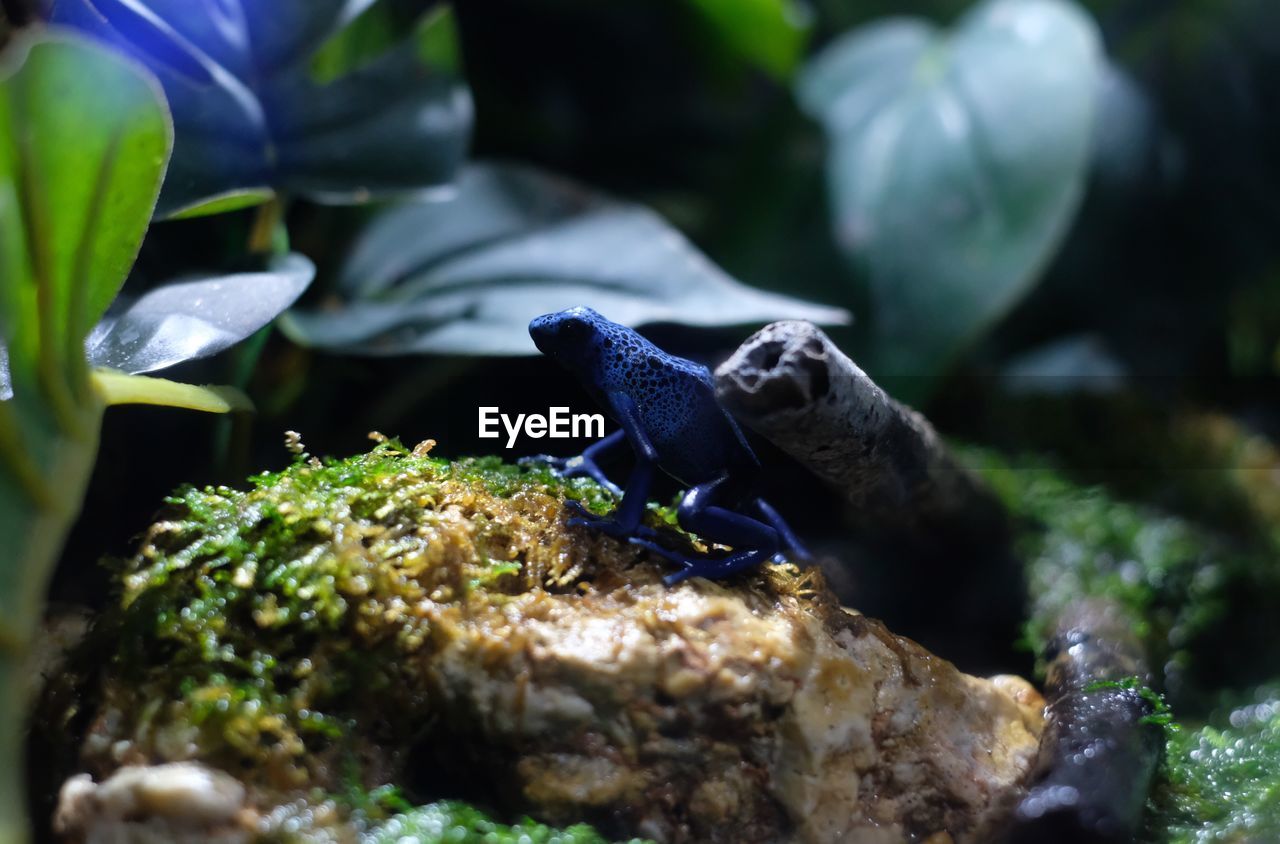 Close up of blue poison dart frog standing in terrarium. dendrobates azureus, selective focus