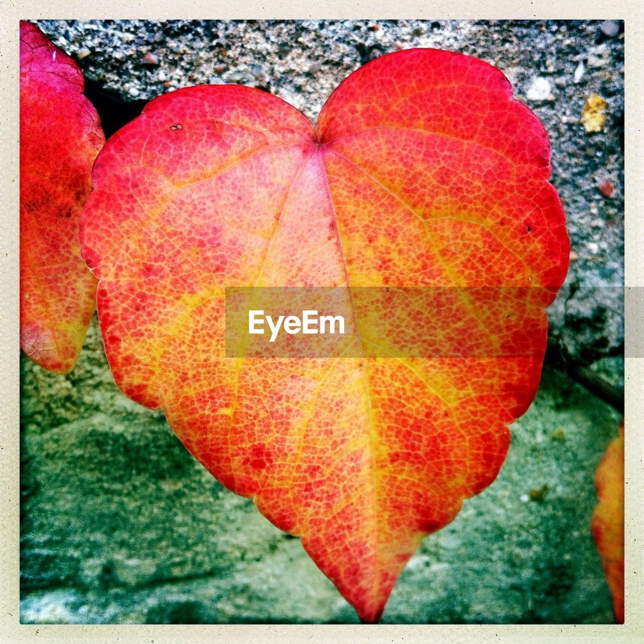 Close up of heart shape leaf