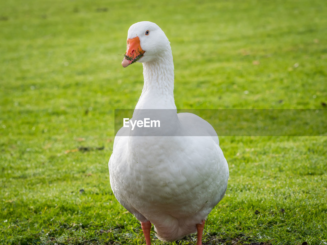 CLOSE-UP OF WHITE DUCK IN FIELD