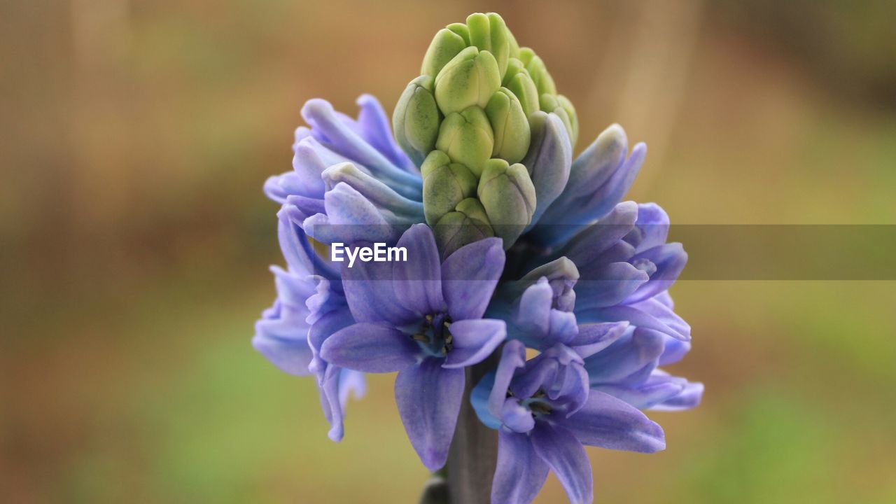 Close-up of purple flowers blooming outdoors