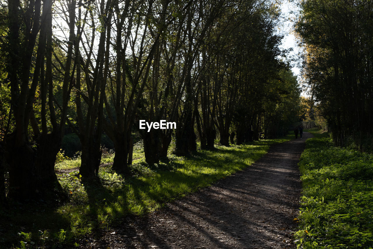 plant, tree, nature, forest, green, leaf, woodland, growth, natural environment, sunlight, beauty in nature, tranquility, land, the way forward, grass, autumn, footpath, no people, tranquil scene, scenics - nature, landscape, day, non-urban scene, morning, shadow, outdoors, environment, tree trunk, rural area, trunk, diminishing perspective, road, park, sky, idyllic, treelined