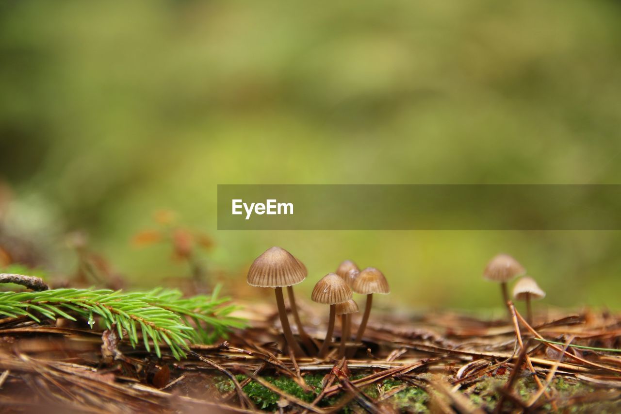 Close-up of mushrooms growing on field