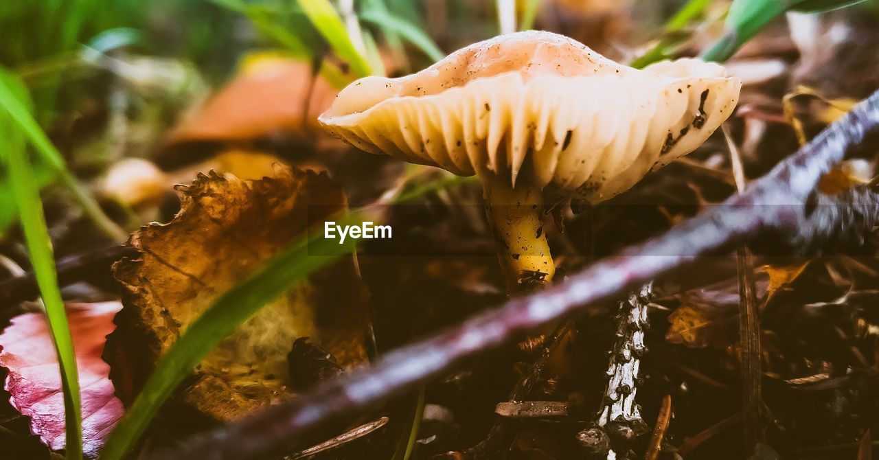 CLOSE-UP OF WILD MUSHROOM GROWING ON LAND