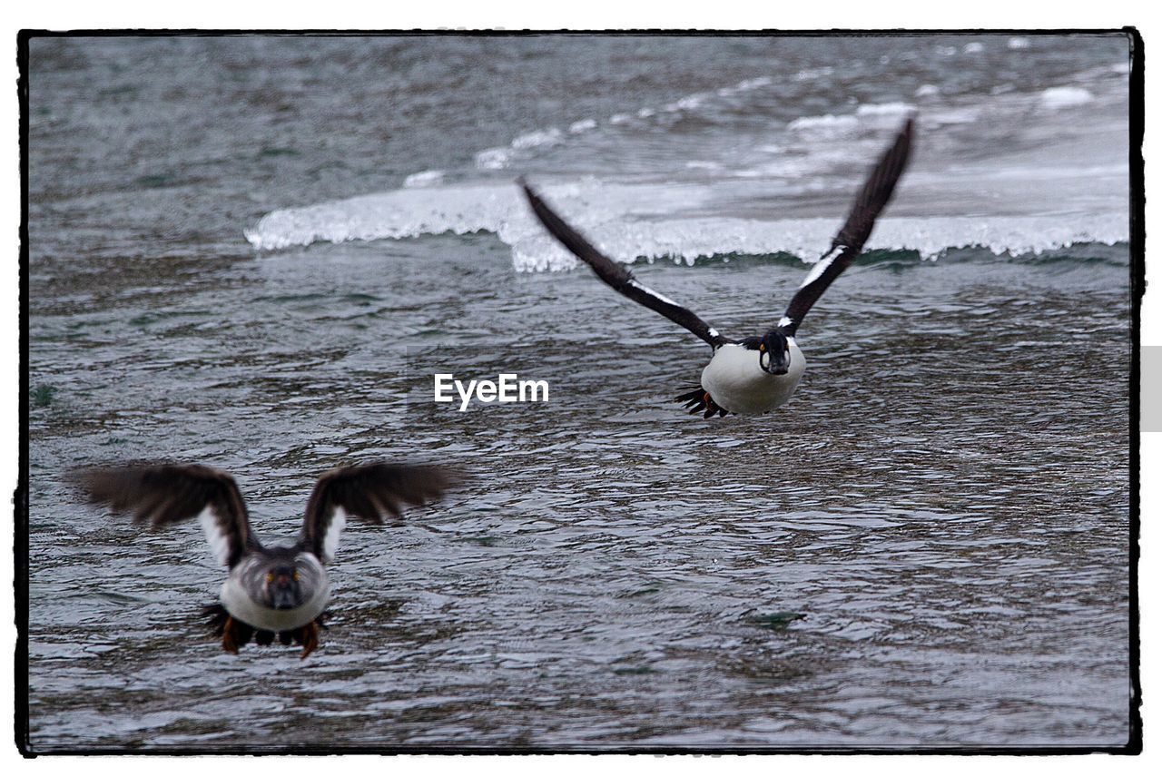 BIRD IN LAKE