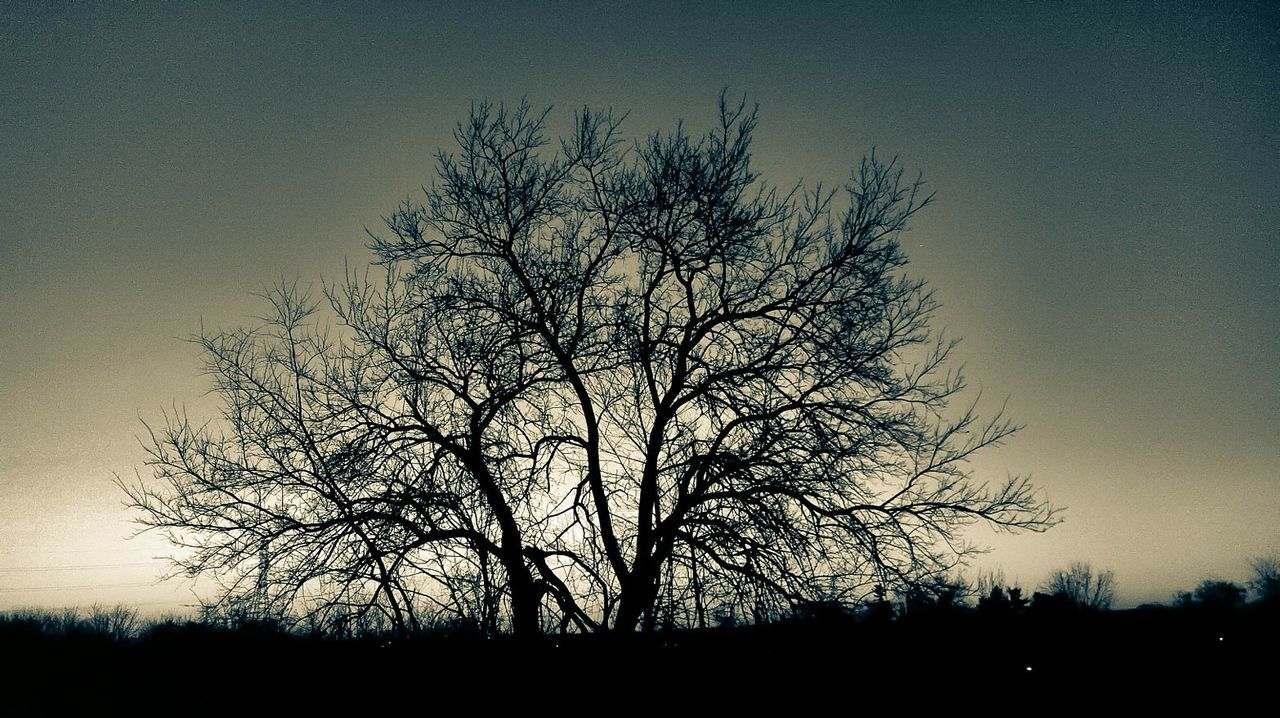 SILHOUETTE OF BARE TREES AT SUNSET