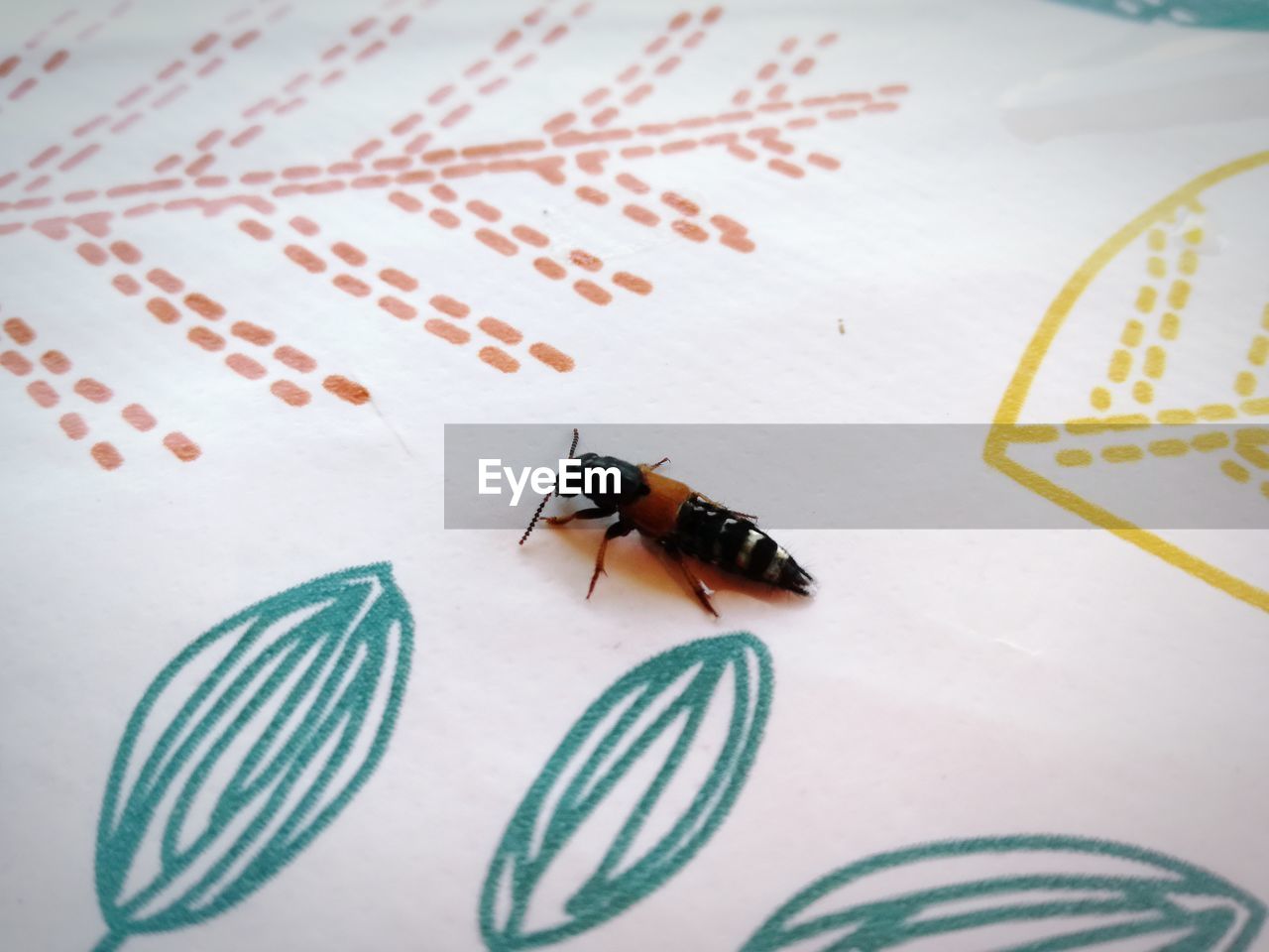 High angle view of insect on table