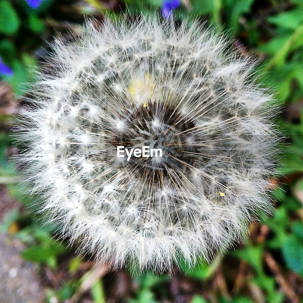 CLOSE-UP OF DANDELION FLOWERS