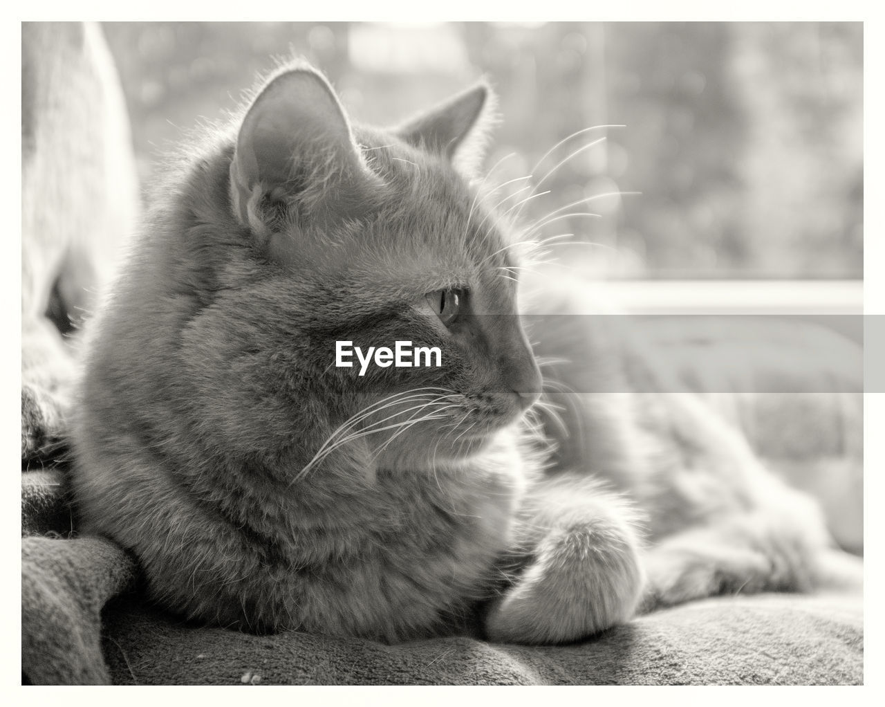 Close-up of a cat looking away