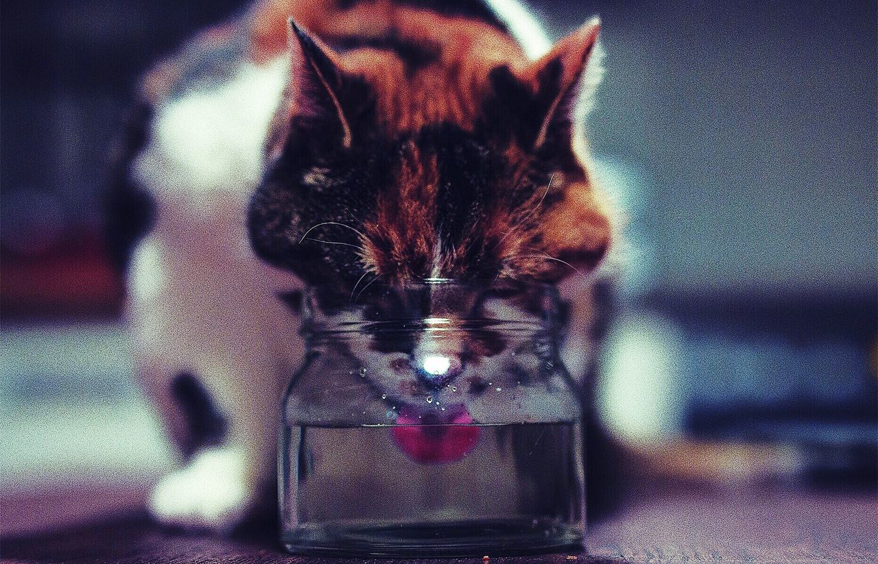 Cat drinking water from jar