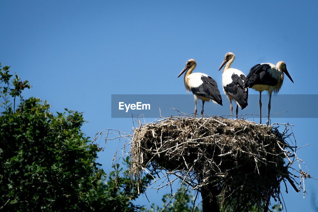 LOW ANGLE VIEW OF BIRDS PERCHING ON PLANT AGAINST SKY