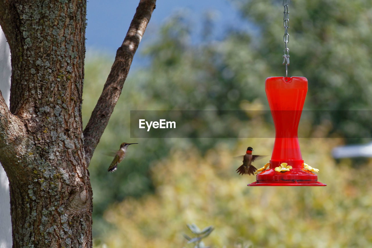 Bird flying hanging from feeder