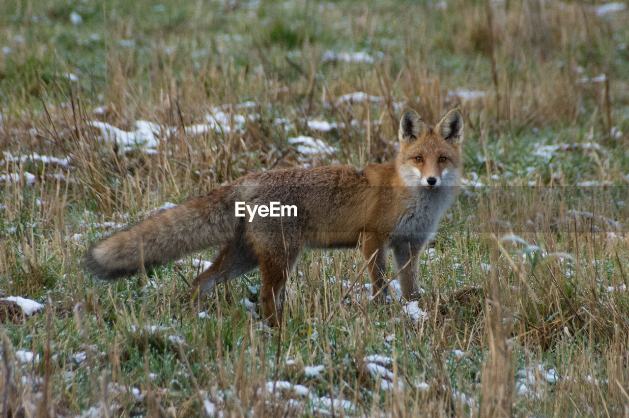 animal, animal themes, animal wildlife, wildlife, mammal, red fox, fox, one animal, grass, jackal, no people, coyote, nature, plant, carnivore, land, outdoors, portrait, day, field, full length, animals hunting, side view, looking at camera