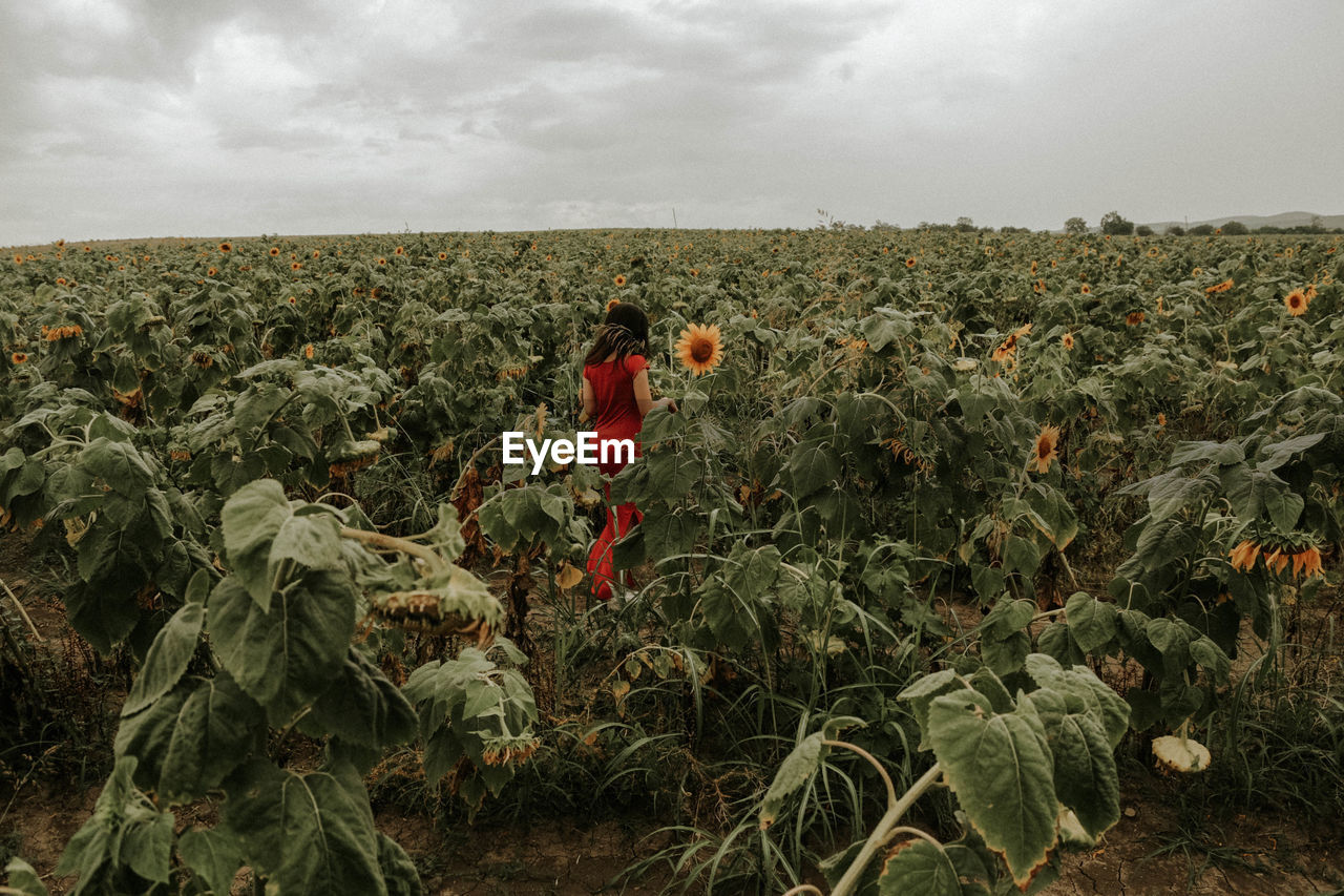 Young woman standing amidst sunflowers on field against sky