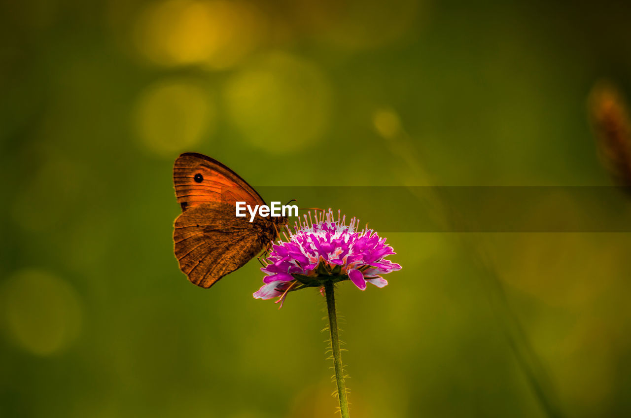 Close-up of butterfly on purple flower